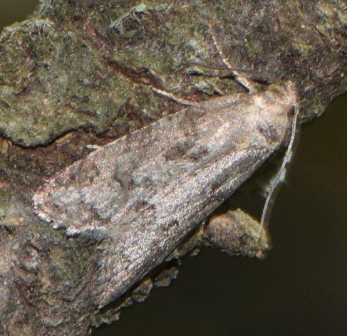 Cnephasia sp.